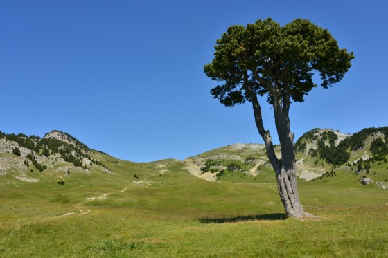 L'arbre taillé