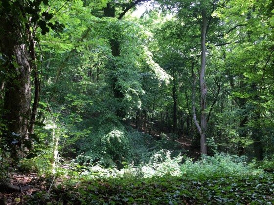 La forêt dense et spectaculaire