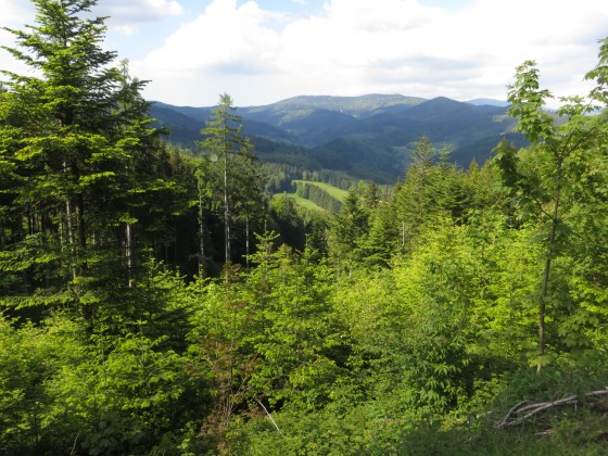 La forêt Noire en Allemagne