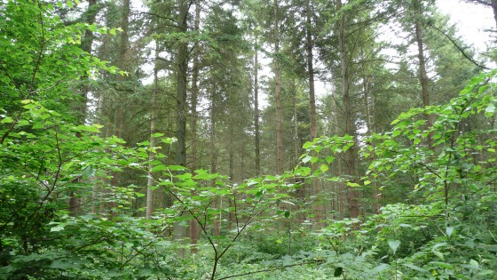 La Forête de Chantilly