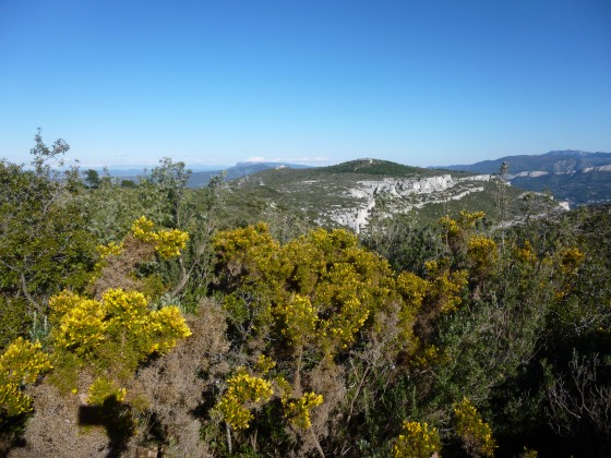 La garrigue