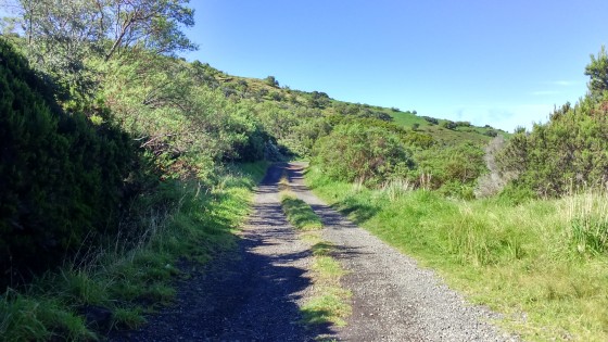 La route forestière