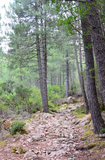 Le chemin en sous bois