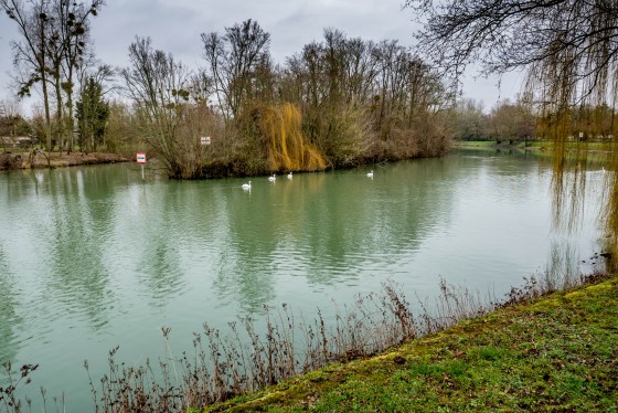 Le lac des Cygnes