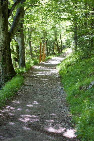 Le sentier boisé