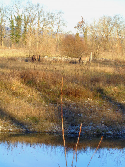 Les chevaux de l'ïle du Rhin