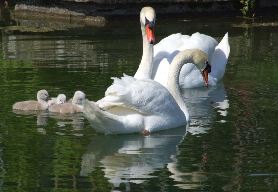 Les cygnes en famille