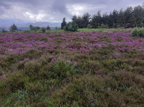 Les plateaux rouges de fleurs