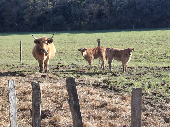 Maman et ses petits qui profitent du soleil...