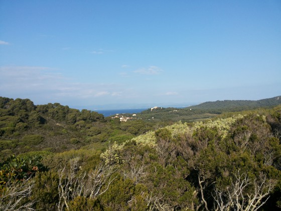 Maquis de Porquerolles