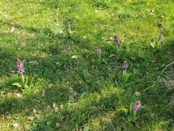 Orchidées