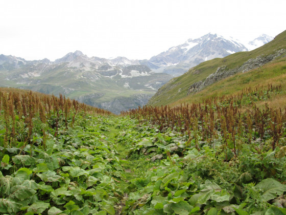 Oseille des Alpes - Rumex Alpinus