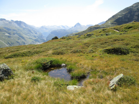 Petite zone de tourbières