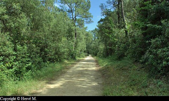 Piste cyclable en forêt