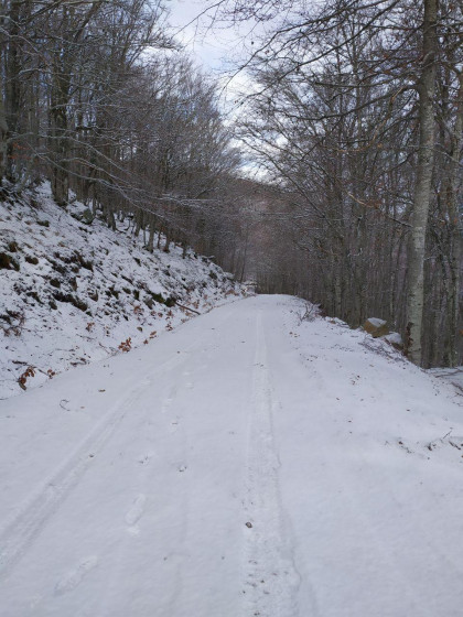 Piste forestière sous la neige