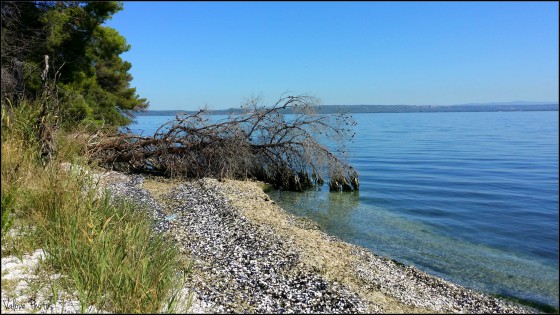 Plage aux coquillages