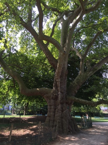 platane bi-centenaire dans le parc Monceau