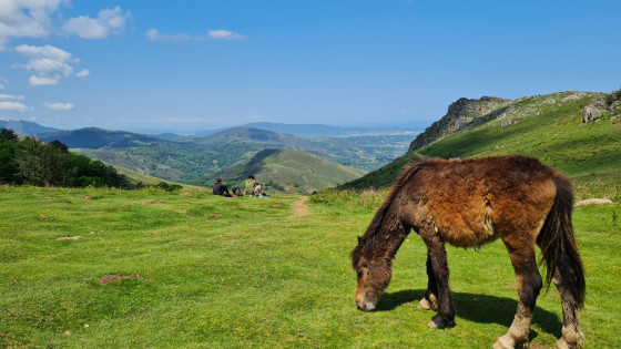 Un Pottok près du sommet de la Rhune