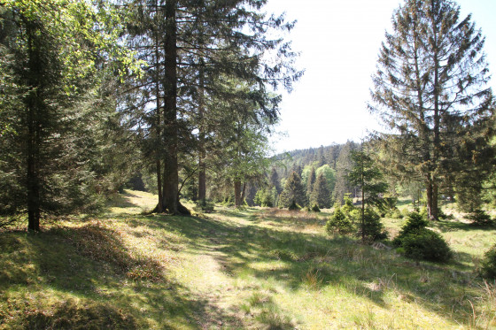 Prairie et forêt