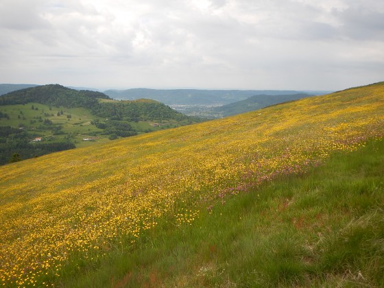 Prairie fleurie