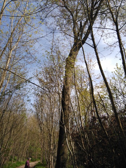 (2) Quel est cet arbre géant au milieu de jeunes hêtres ?