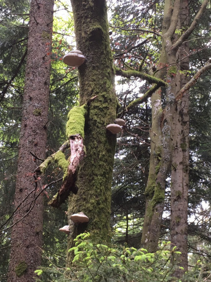 Quelques champignons