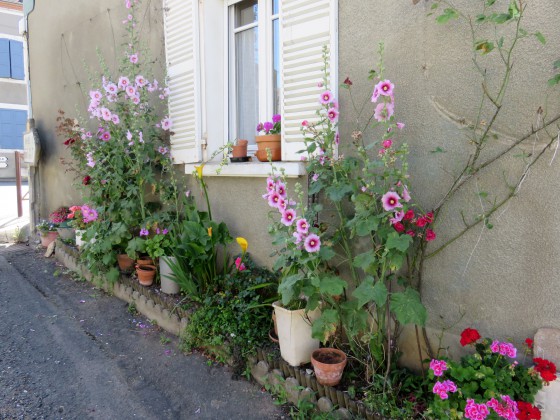 Roses trémières