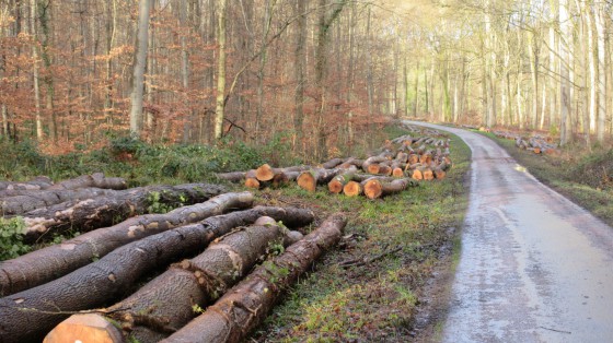 Route forestière