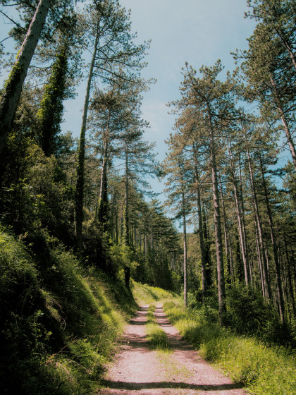 Sentier apr&egrave;s les Bains d'Av&egrave;ne