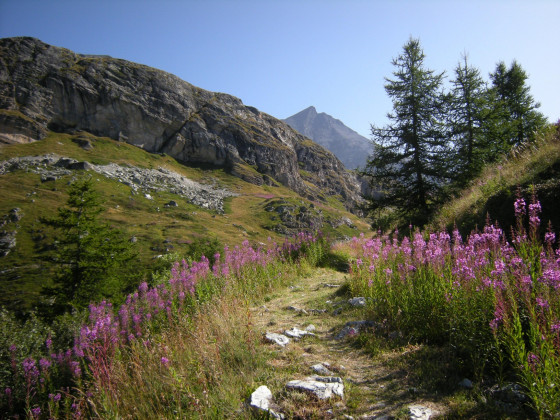 Sentier bordé d\'épilobes