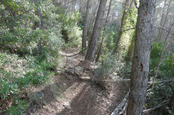 Sentier dans la pinède