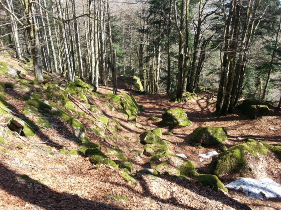 sentier en pleine foret