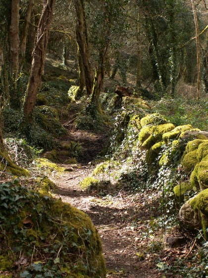 sentier en sous-bois