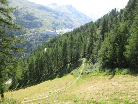 Traversée d\'une piste de ski