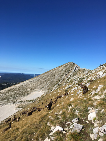 Troupeau de bouquetin mâle