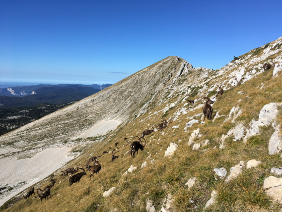 Troupeau de bouquetin mâle