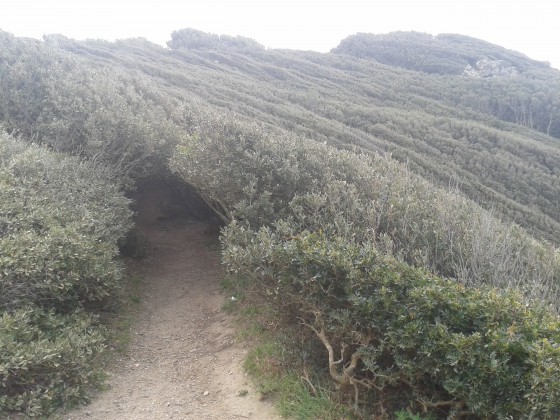 Tunnel Végétal