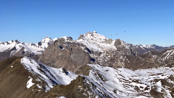 Vautours devant le Galibier