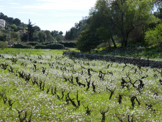 Vieille vigne dans le Vallon