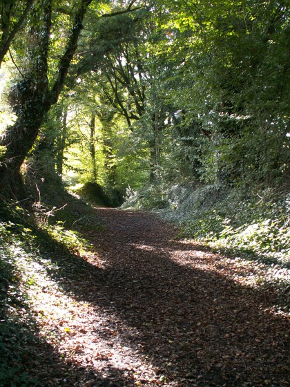 Vieux chemins creux.