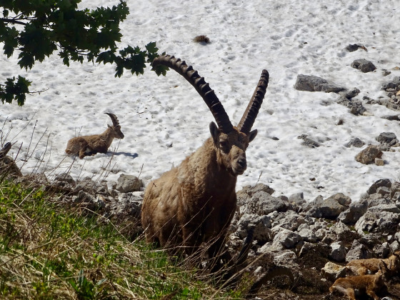 Vieux mâle sur le névé sommital du Rocher de Séguret