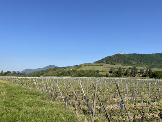 Vignes, Vosges et Châteaux