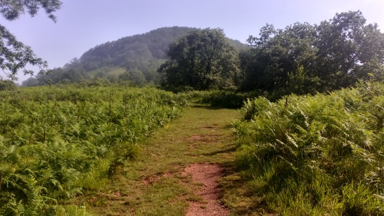 Vu sur le pic d'Arradoy et sa jolie forêt