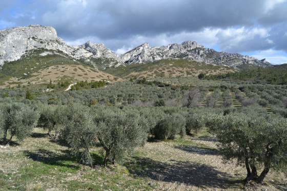 Vue sur les Alpilles