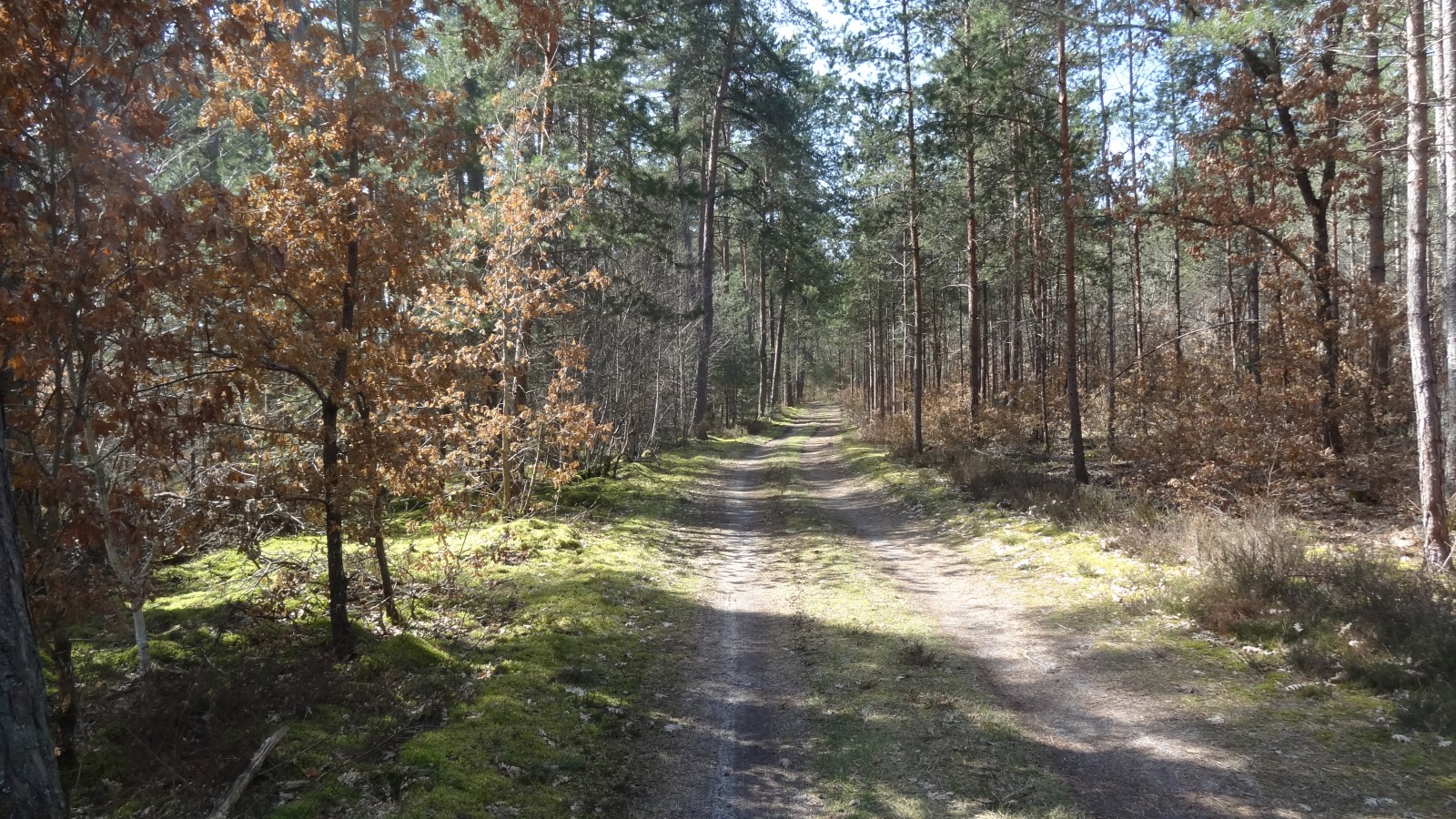 Forêt dans le Loiret