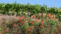 001-Vigne et coquelicots