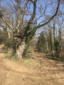 2- Le vieil arbre à laisser à gauche