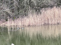 3 canards