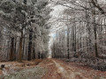 Chemin forestier à La Frison