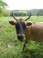 Vache au pré